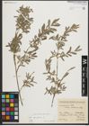 Foto von Salix purpurea L.